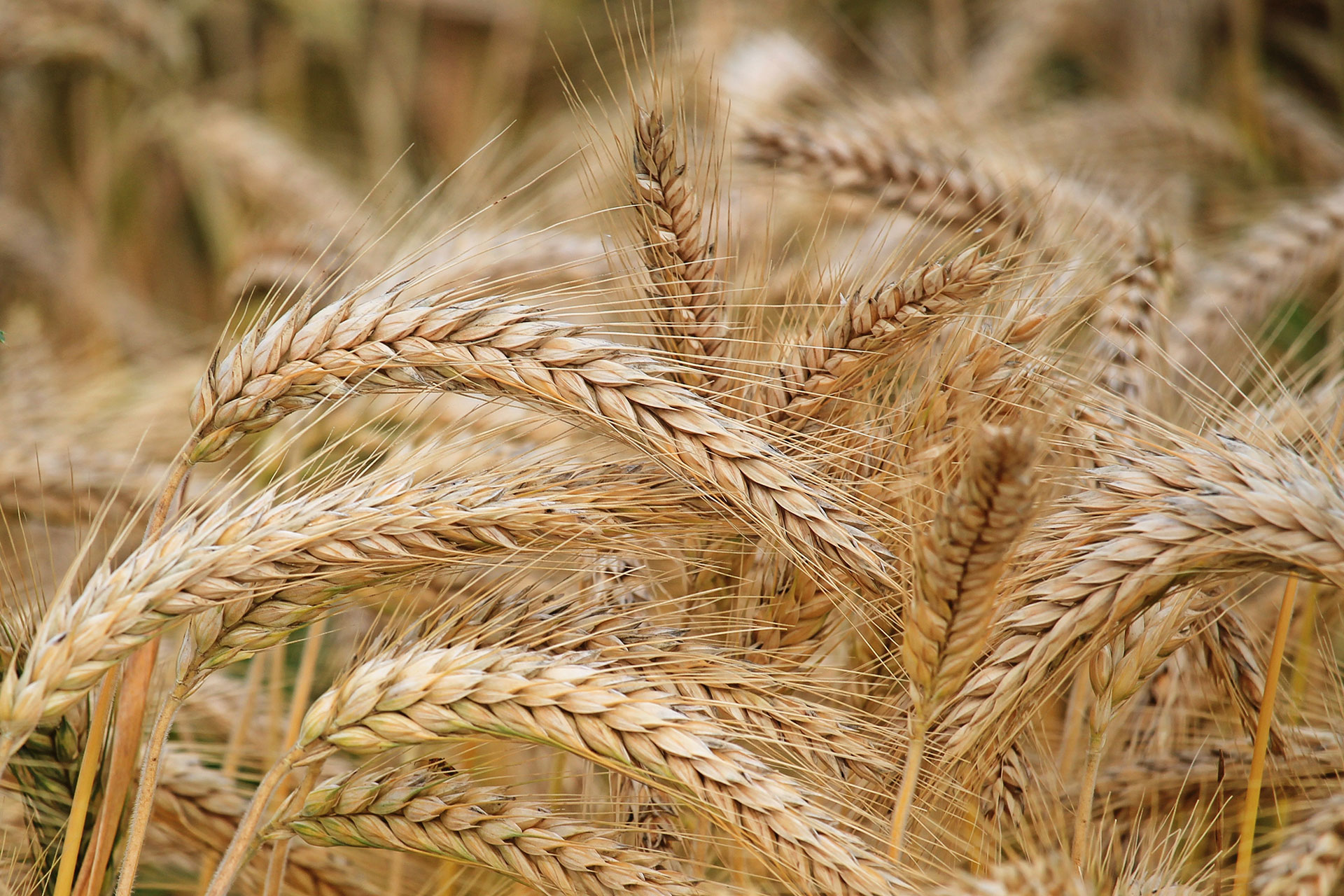 Production agriculture landscape